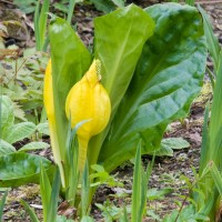 American Skunk Cabbage